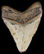 Bargain, Megalodon Tooth - North Carolina #54785-2